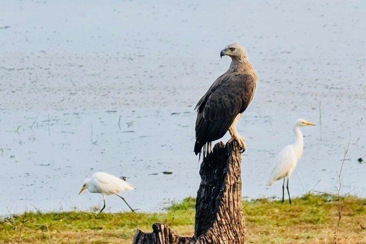 Safari tours in Udawalawa