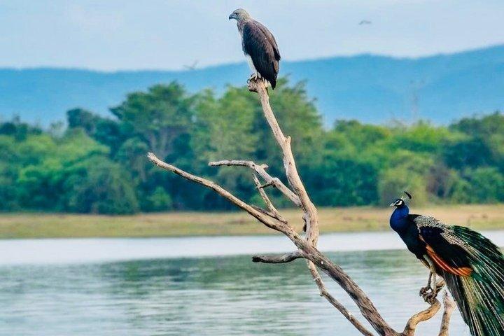 Safari tours in Udawalawa