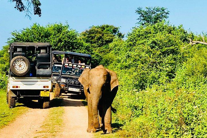 Safari tours in Udawalawa