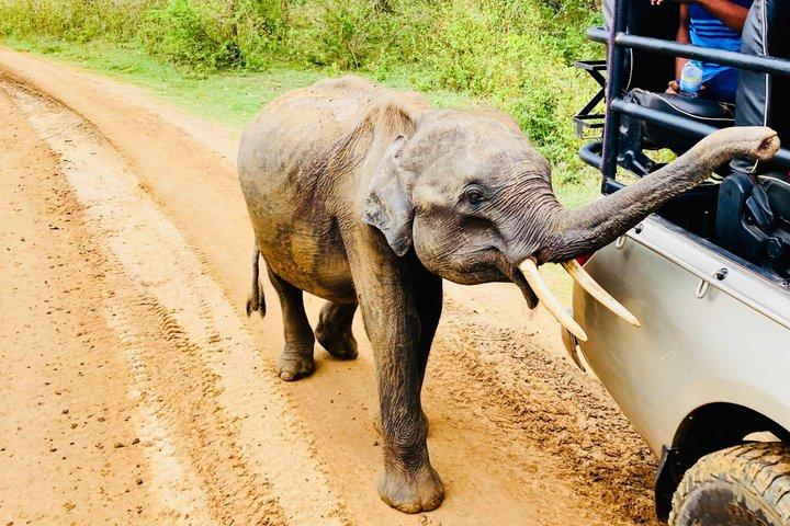 Safari tours in Udawalawa