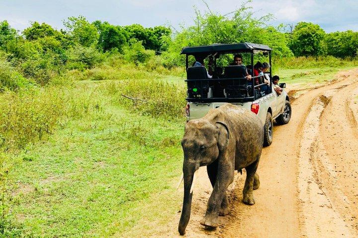 Safari tours in Udawalawa