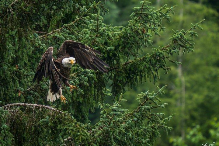 Waar de wilde dingen zweven Sitka Vogelbeer Zalm Run Tour