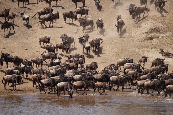 5-dages Serengeti og Ngorongoro Budget Camping Safari Tour