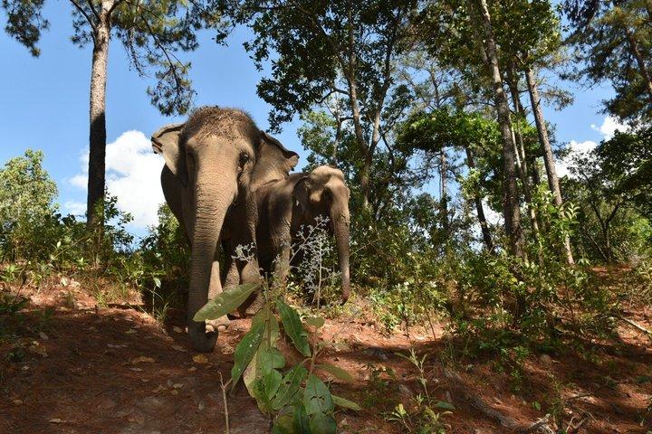 Care Elephants Chiangmai Half Day
