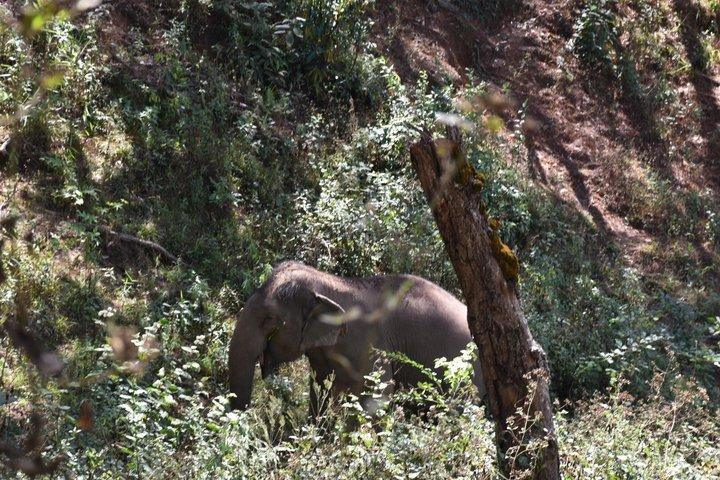 Care Pride Elephants: Heldagsrejseoplevelse