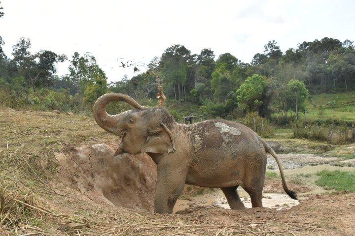 Care Pride Elephants: Heldagsrejseoplevelse
