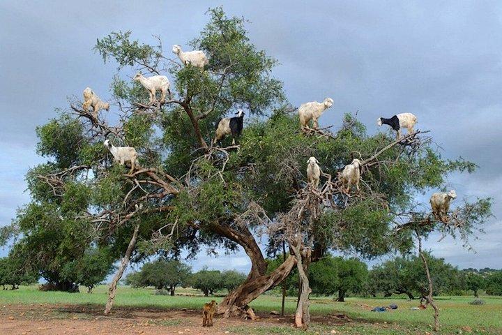 Agadir Tree Climbing Goats And Souk El Had Market