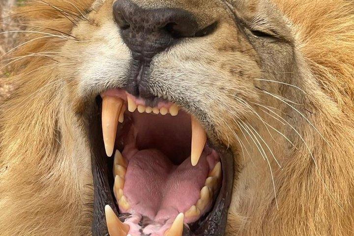 ファサラ野生動物保護区サファリ