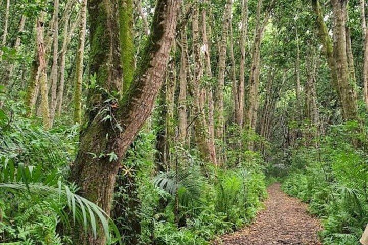 Visite de la grotte de Salaam de la forêt de Jozani et du restaurant Rock à Zanzibar