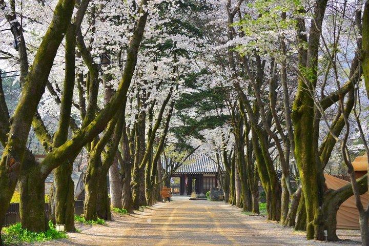 Seoul Abholung : Nami Island und Chuncheon - Englisch oder Spanisch