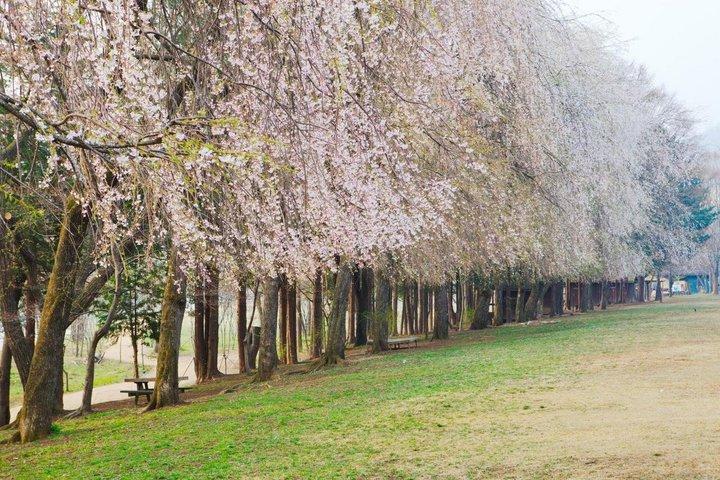 Seoul Abholung : Nami Island und Chuncheon - Englisch oder Spanisch