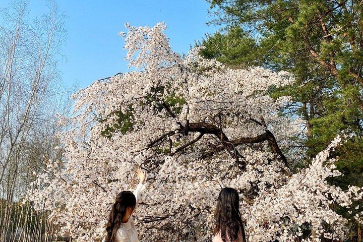 Seoul Abholung : Nami Island und Chuncheon - Englisch oder Spanisch