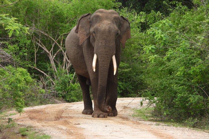 Yala National Park meio dia de vida selvagem Jeep Safari by Roshan Safari
