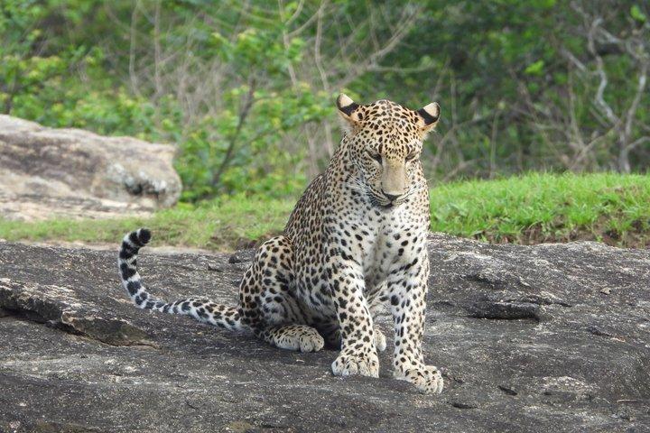 ハンバントタ港からのヤラ国立公園野生動物サファリツアー