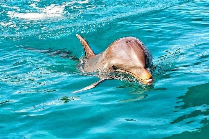 Swim With Wild Dolphins & Whale Watching With Hotel Pickup & Dropoff