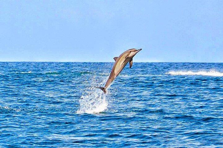 Wild Dolphin Swim & Curated Southwest Mauritius Experience