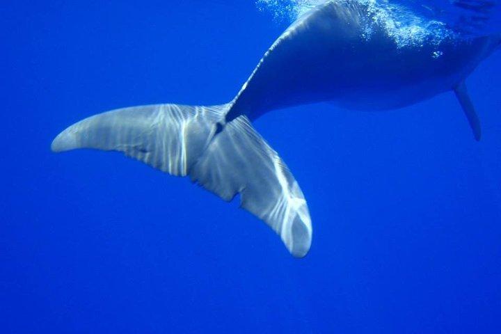 Baignade de dauphin sauvage et observation responsable des baleines avec transport