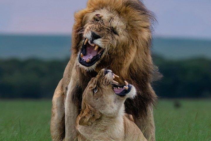 Tour privado de 3 días por el Serengeti Safari y el cráter Ngorongoro