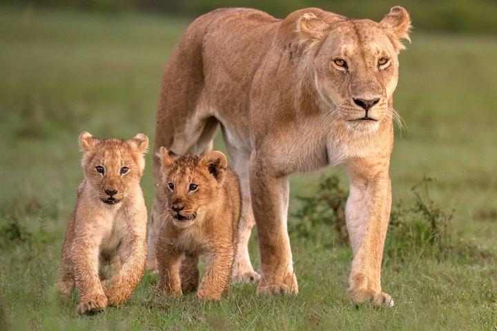 セレンゲティサファリ＆ンゴロンゴロ火口プライベートツアー3日間