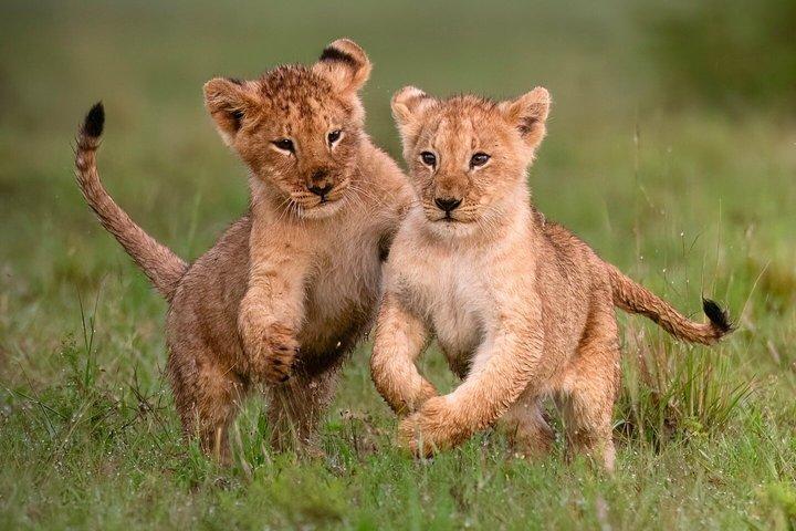 セレンゲティサファリ＆ンゴロンゴロ火口プライベートツアー3日間