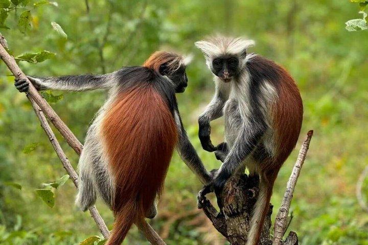 Visite de la grotte de Salaam de la forêt de Jozani et du restaurant Rock à Zanzibar