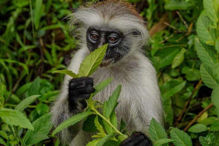 Visite de la grotte de Salaam de la forêt de Jozani et du restaurant Rock à Zanzibar