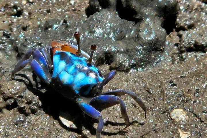 半日トゥンイーペンマングローブカヤックアドベンチャー