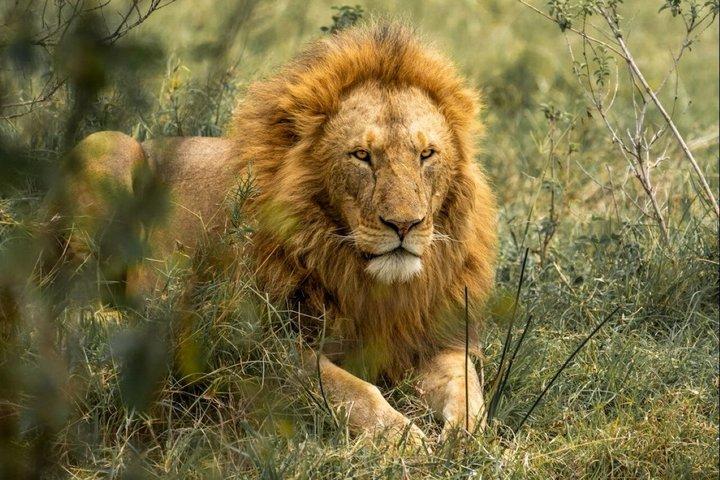 6 Tage Gruppensafari zum Mara, Nakuru und Amboseli Nationalpark