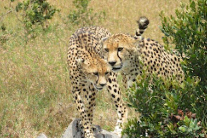 Heldagstur till nationalparken Tsavo East från Mombasa
