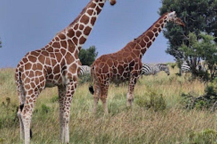 モンバサ発ツァボ東国立公園終日プライベートツアー