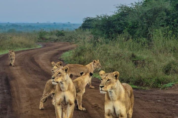 4 days Group Joining safari to Mara and Lake Nakuru National Park
