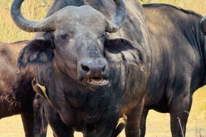 4 days Group Joining safari to Mara and Lake Nakuru National Park