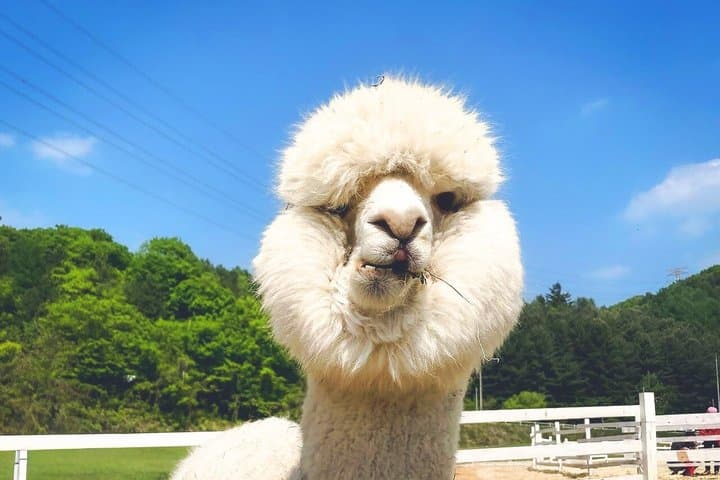 Nami Island & Alpaca Garden & Garden of Morning Calm