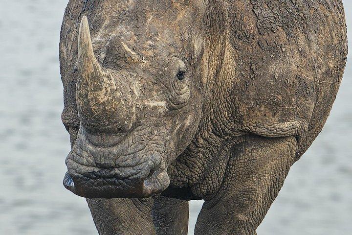 ケニアサファリツァボ東ツアー9日間体験