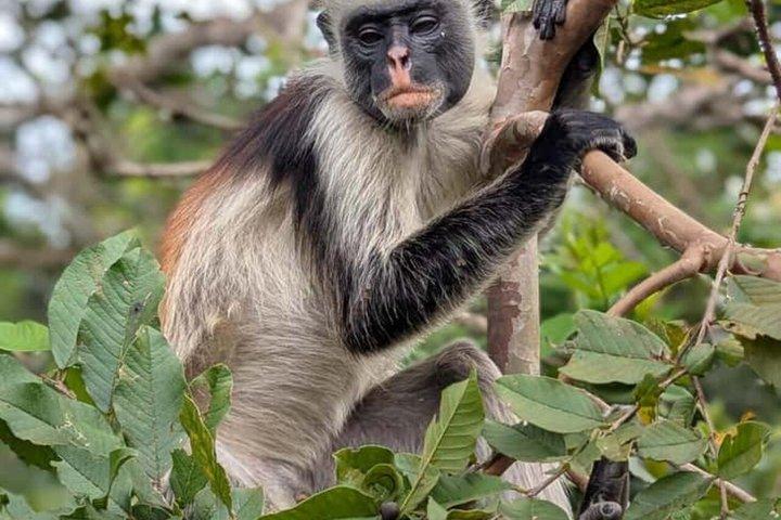 Visite de la grotte de Salaam de la forêt de Jozani et du restaurant Rock à Zanzibar