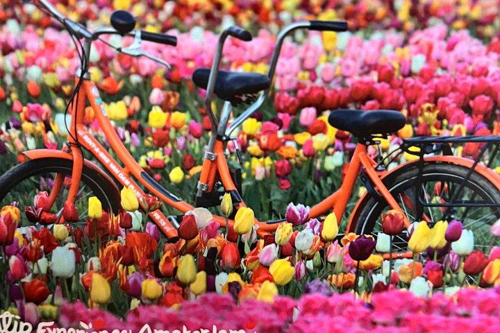 アムステルダム発チューリップと風車プライベートツアー