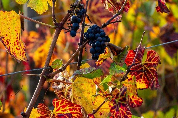 Paris Wine Day Tours - Chablis Wine tour - 3 dégustations avec déjeuner