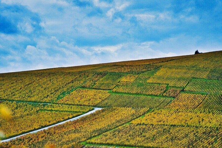Paris Wine Day Tours - Tour de Vinhos Chablis - 3 degustações com almoço