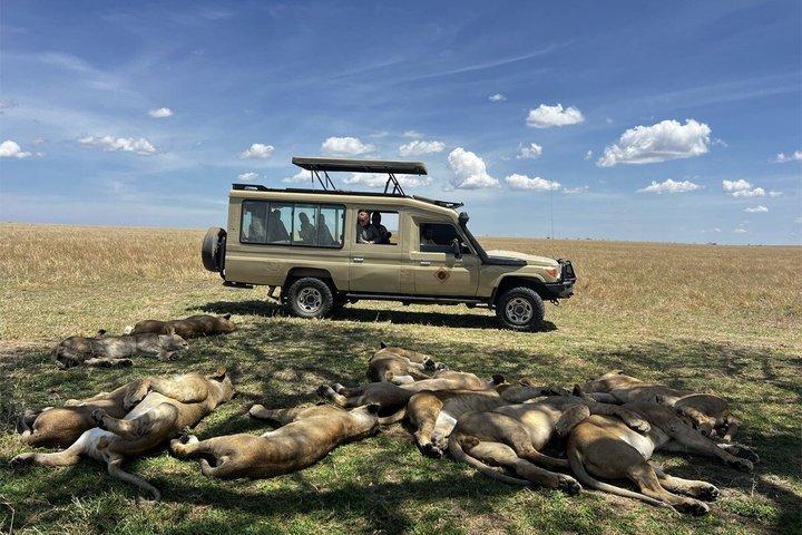 7 dagars stor migration Serengeti Safari