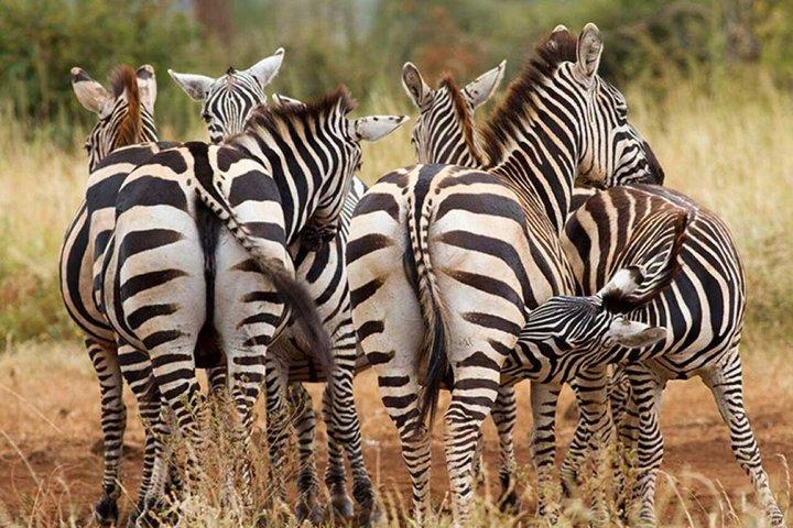 ナイロビ発アンボセリ国立公園3日間サファリ