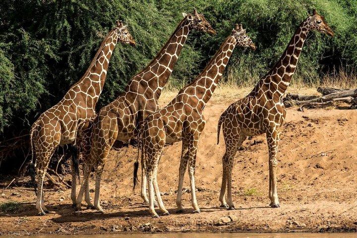 ナイロビ発アンボセリ国立公園3日間サファリ