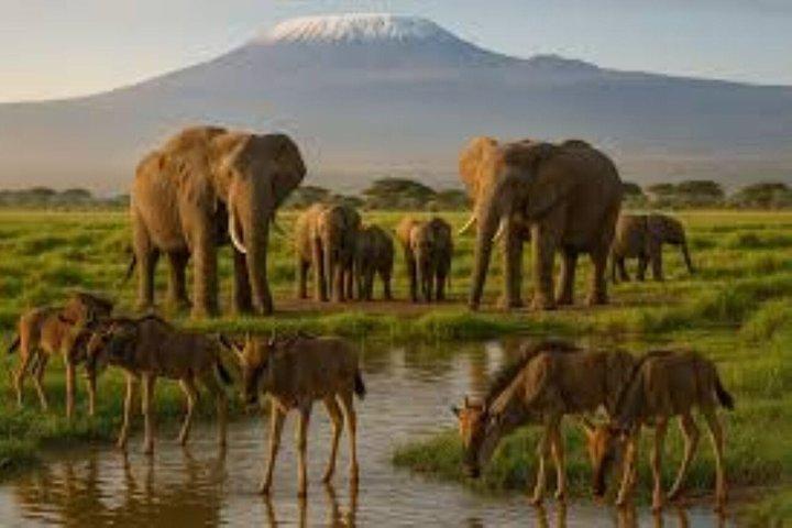 ナイロビ発アンボセリ国立公園3日間サファリ