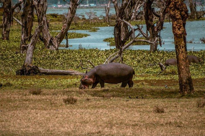 ナイロビ発アンボセリ国立公園3日間サファリ