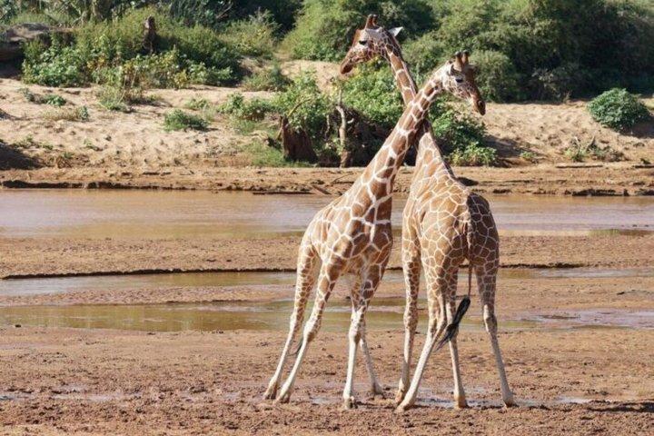 ナイロビ発アンボセリ国立公園3日間サファリ