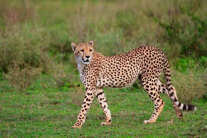 ナイロビ発アンボセリ国立公園3日間サファリ
