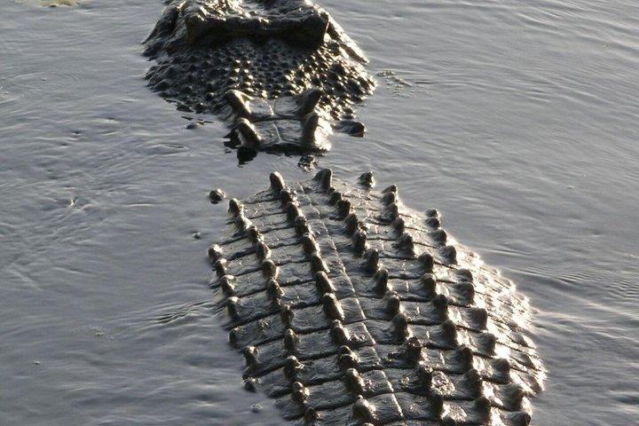 ナイロビ発アンボセリ国立公園3日間サファリ