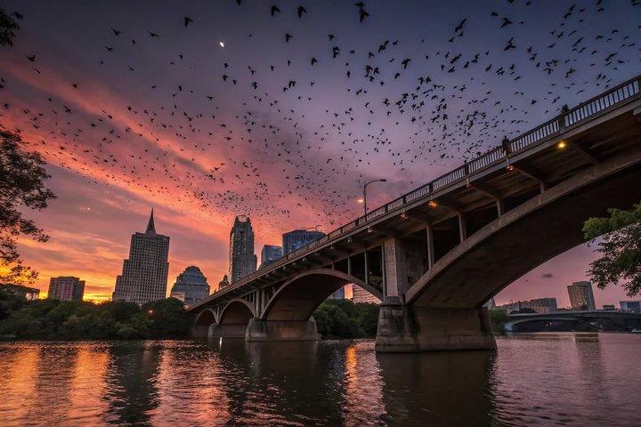 Los mejores bares y murciélagos de Austin Visita guiada de 3 horas