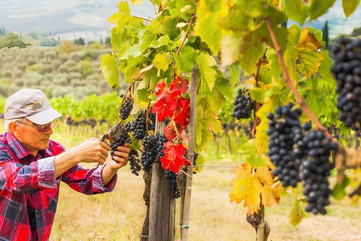 Chianti halve dag wijntour met proeverij vanuit Florence