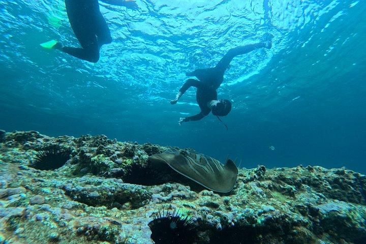 Guided Snorkelling Tour in Jervis Bay