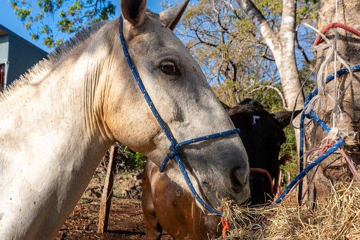 Conchal Beach Horseback Riding - 1hr 30min Guided Tour